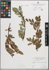 Foto von Salix hastata L.